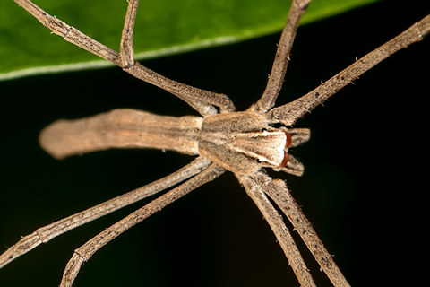 Net-casting Spider (Deinopis subrufa) (Deinopis subrufa)